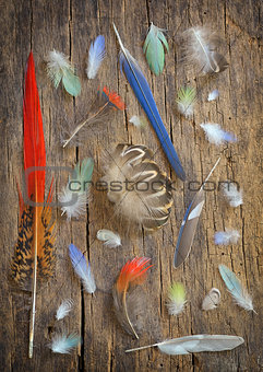 Collection of different color feathers