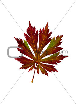 Leaf of Japanese maple. Acer japonicum “Aconitifolium”.