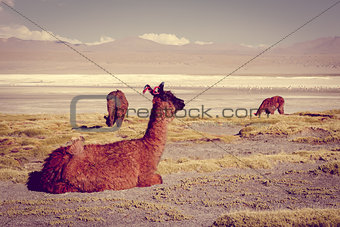 Lamas herd in Laguna colorada, sud Lipez Altiplano reserva, Boli