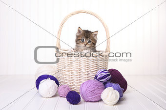 Cute Kitten in a Basket With Yarn on White