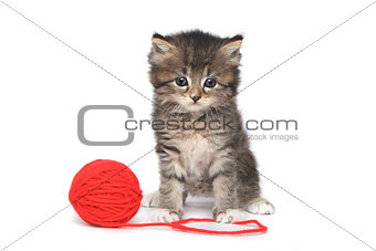 Playful Kitten With Red Ball of Yarn