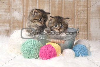 Kittens With Balls of Yarn in Studio