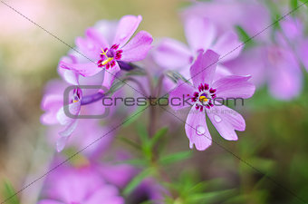 Little flowers blooming phlox pink with 