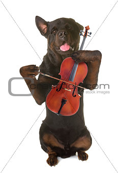 rottweiler and violin