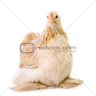 Pekin chicken in studio