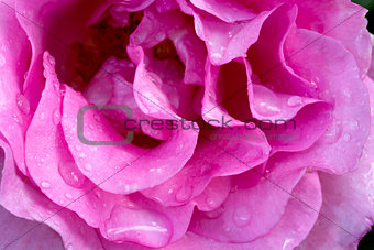 Beautiful pink rose closeup.