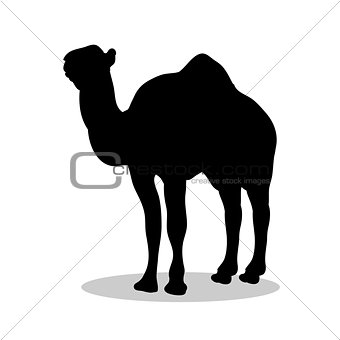Camel mammal black silhouette animal