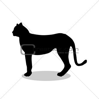 Cheetah wildcat black silhouette animal