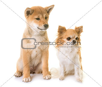 puppy shiba inu and chihuahua