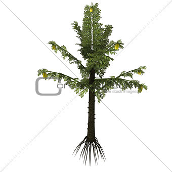 Alethopteris serlii Tree
