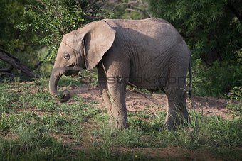 Wild Elephant in Africa.