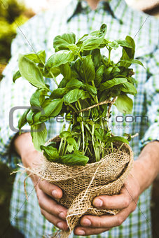 Farmer with herbs