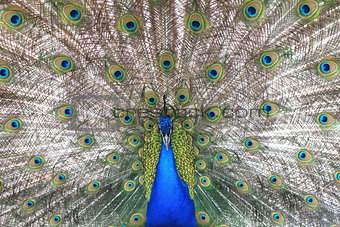 Proud blue peacock showing beautiful feathers
