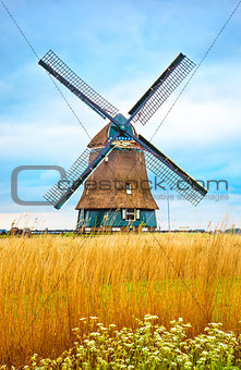 Old Dutch mill with yellow wheat