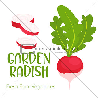 Vector garden radish isolated on white background.Vegetable illustration for farm market menu. Healthy food design poster. Cartoon style vector illustration