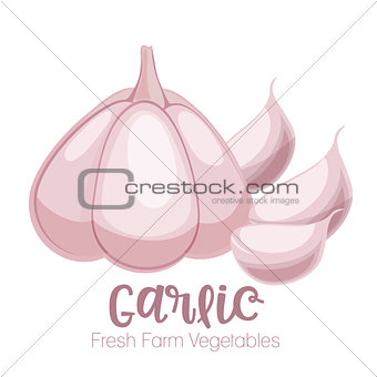 Vector garlic isolated on white background.Vegetable illustration for farm market menu. Healthy food design poster. Cartoon style vector illustration