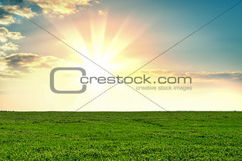 Grass on field during sunrise