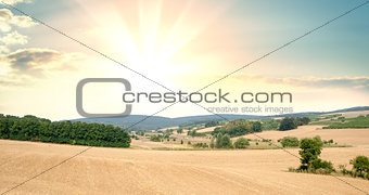 Panorama of fields with cultivated plants