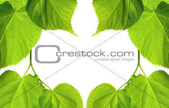 Frame of spring linden-tree leaves