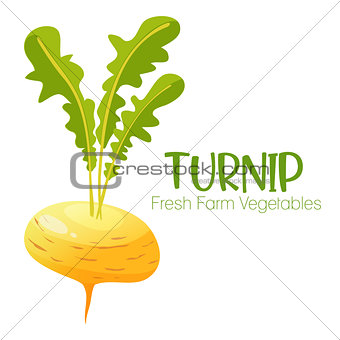 Vector turnip isolated on white background.Vegetable illustration for farm market menu. Healthy food design poster. Cartoon style vector illustration