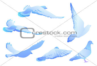 Blue bird pigeon flies. Set of silhouettes