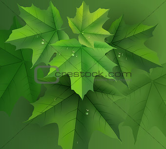 Green maple leaves background and dew drops