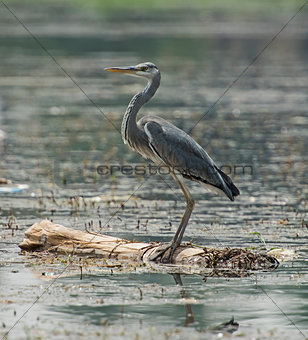 Grey heron perched on wooden log in river