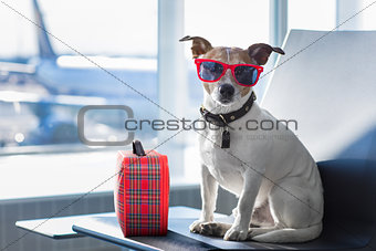 dog in airport terminal on vacation