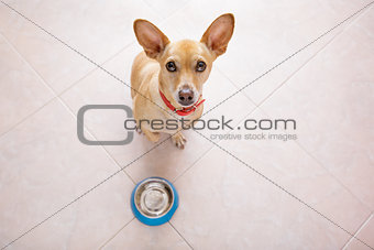 hungry dog with food bowl