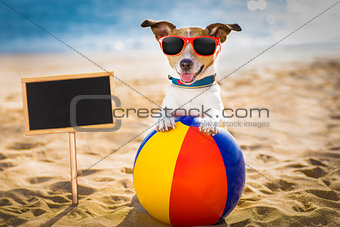 dog at the beach and ocean with plastic ball
