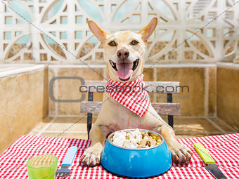 dog eating a the table with food bowl 