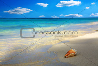 Sea shell on Caribbean beach.