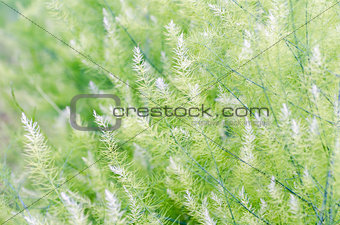 Background small green leaves