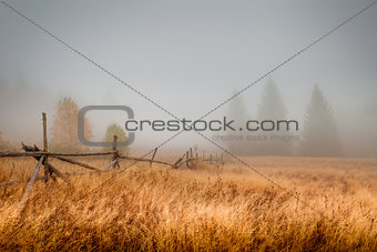 Autumn field in the morning