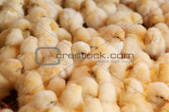 Chicken farm, agriculture