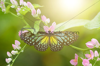 Butterfly Yellow Glassy Tiger