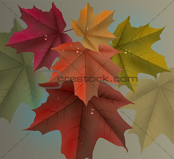 Red maple leaves background and dew drops