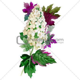 Wildflower Hydrangea flower in a watercolor style isolated.