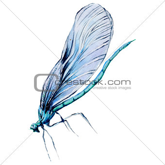 Insect dragonfly in a watercolor style isolated.