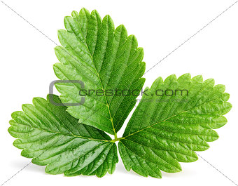 Green strawberry leaf isolated on white