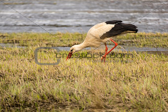 White stork hunting