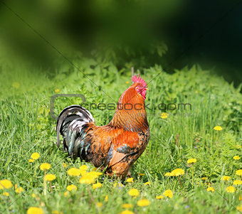 Photo of a beautiful rooster