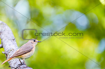 Summer natural background with bird. Selective focus.