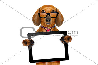 dachshund sausage dog on business trip