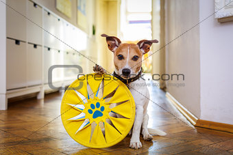dog disc and toy ready to play