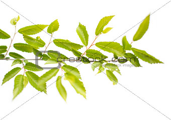 green leafs isolated on white background