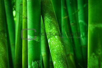 Close up on bamboo tree