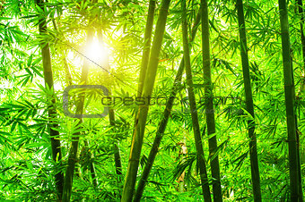 Asian bamboo forest 