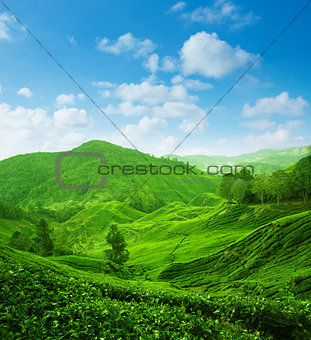 Tea plantation landscape view