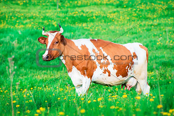 Red cow grazing on pasture
